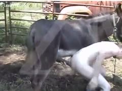 Gay stud bent over and mounted by giant donkey ramrod 